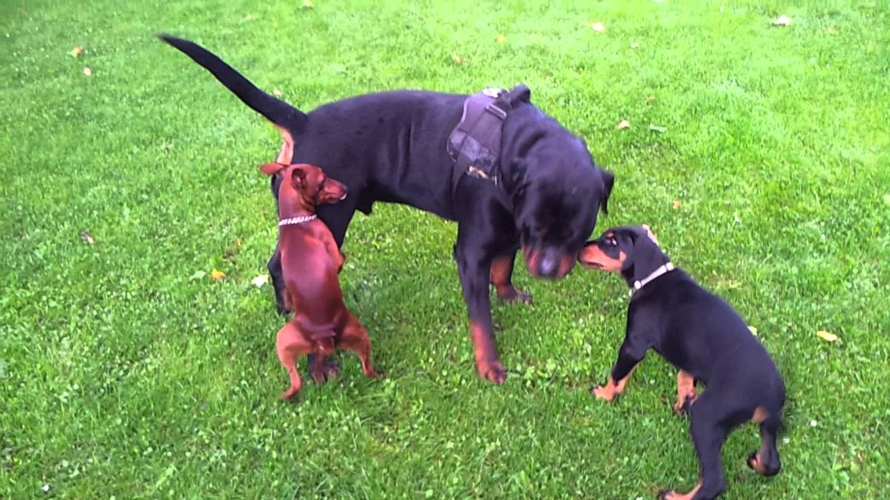 Miniature Pinscher vs Rottweiler YouTube
