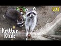 How To Eat Hard Shell Snails 101 By Prof. Raccoon l Kritter Klub