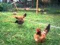 The crusaders chickens