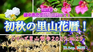 初秋の里山花散歩（喜連川丘陵）：地味だけど花だらけの里山です！