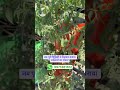 PVC Vegetable Tower बनाने में पूरी फैमिली लग गई!