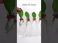 Zz Plant Propagation by Leaf Cuttings in Plastic Bottles #shorts #youtubeshorts