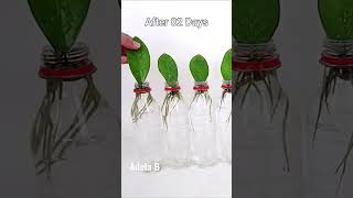 Zz Plant Propagation by Leaf Cuttings in Plastic Bottles #shorts #youtubeshorts