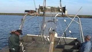 MULLET FISHING WITH GILLNET IN LOUISIANA 2007