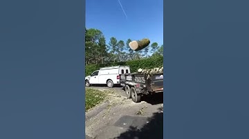 Precision Tree Felling and Removal in One || ViralHog