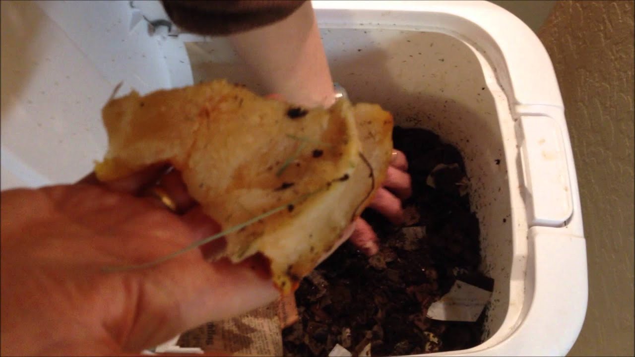 Feeding Pumpkin to Red Wiggler Composting Worms In My Flow Through Bin
