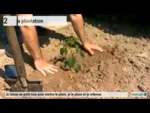 Méthode pratique comment planter le piment