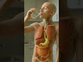 Science in action. What happens while drinking water in the human body? #humanbody #anatomy