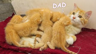 The Adopted Kittens Cuddle Dad Cat when they feel Scared, POOR KITTEN Nursed by Foster DAD CAT