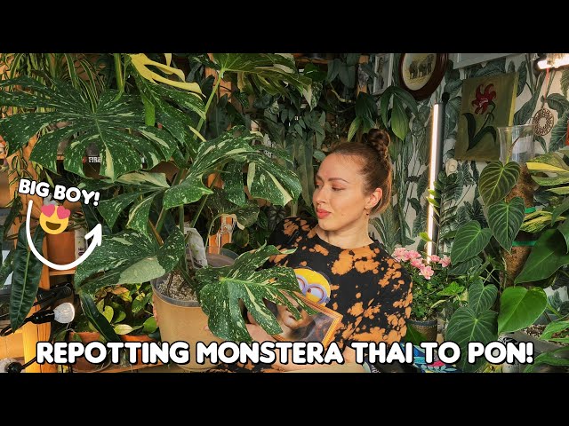 Repotting my large Monstera Thai Con to PON / semi-hydro  - YouTube