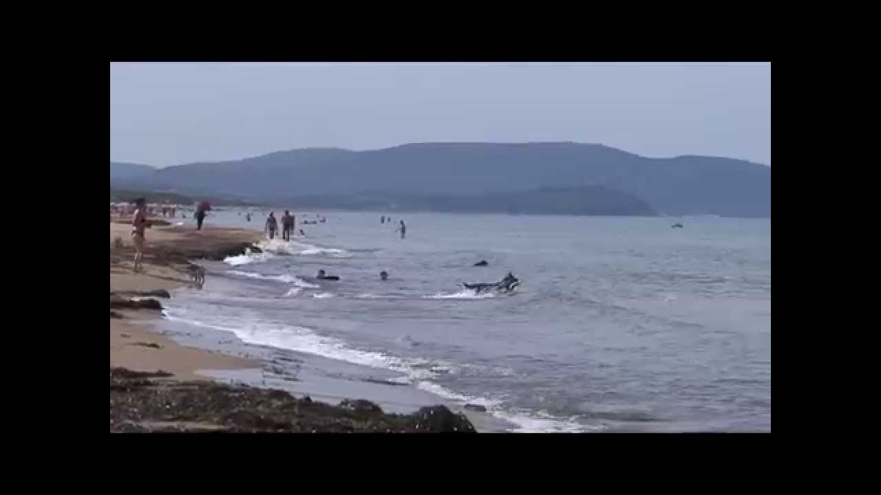 Spiagge Per Cani La Top 5 In Italia Viaggio Nel Mondo