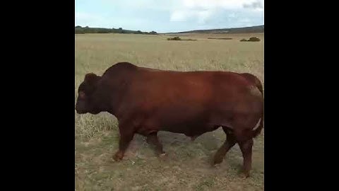 All the cows come running when they see the bull | #shorts #cow #bull #breeding #viral #viralshorts