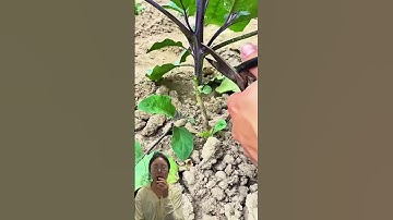 Pruning the side branches of eggplant can enhance air circulation, improve yield and eggplant taste.