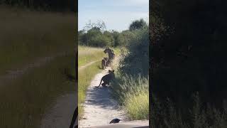 ЛЬВИЦА СО ЛЬВЯТАМИ на дороге 😮/ Safari in Zimbabwe