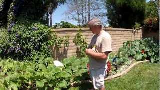 2012 Pumpkin Patch Report1 7-22-12