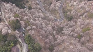 奈良・吉野の桜が見頃 例年より1週間程度早く