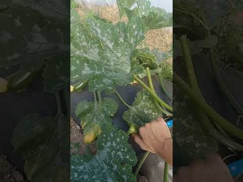 Vídeo: Informació sobre la poda de les plantes de carbassó