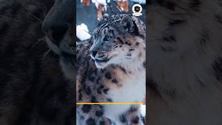 Heart Breaking Moment  | Snow Leopard Expedition | #shorts