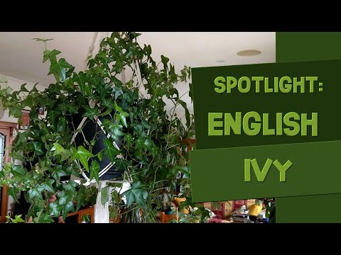 Hedera Helix ‘English Ivy’ Spotlight: Care Guide & Tips