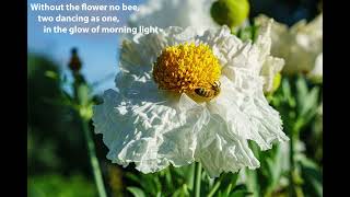 Haiku Photography