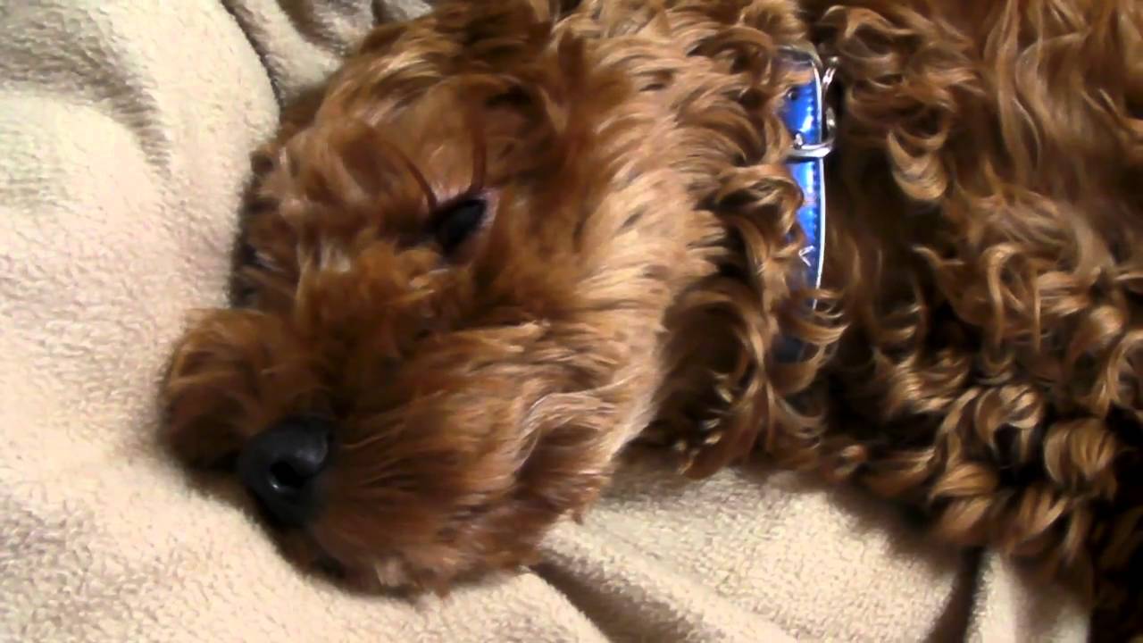 Cockapoo very long eyelashes YouTube