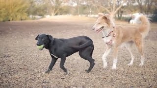 Puppy Lab Mix Plays to Win | The Daily Puppy