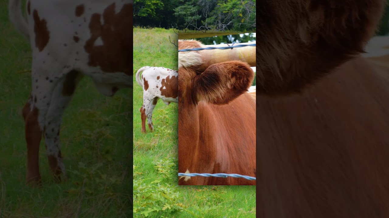 Longhorns and Calves in Fairview, Texas | Neighborly by Nature