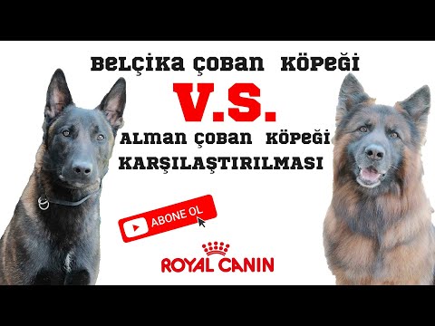 Video: Alman Çobanlar için Schutzhund Eğitimi