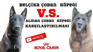 Belçika Çoban Köpeği ve Alman Çoban Köpeğinin Karşılaştırılması