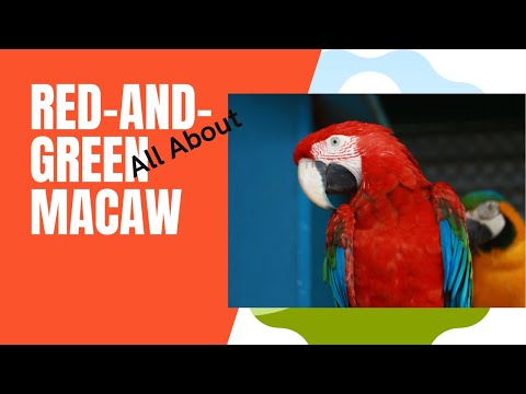 Red-and-green Macaw facts 🦜 Green-winged Macaw 🦜 seen in forests of northern central South America