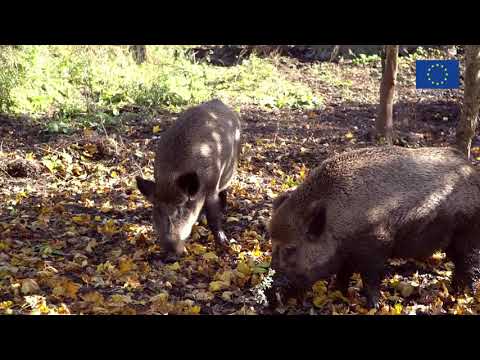 Video: Saimnieki: Suga Un Audzēšana Dārzā