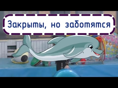 Карантин в дельфинарии Санкт-Петербурга. Не могу остаться в стороне...