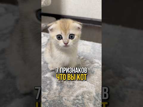 7 признаков, что вы кот 🐱