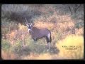 WHSA WSMR Oryx removal