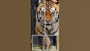 Topaz Video AI 6.0.3 vs UpscaleVideo.ai 1.11 - 2x super resolution, de-noise, sharpen #vfx