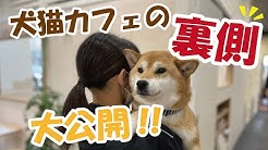 犬猫カフェ 月と太陽 Youtube 犬猫カフェ 月と太陽 Youtube