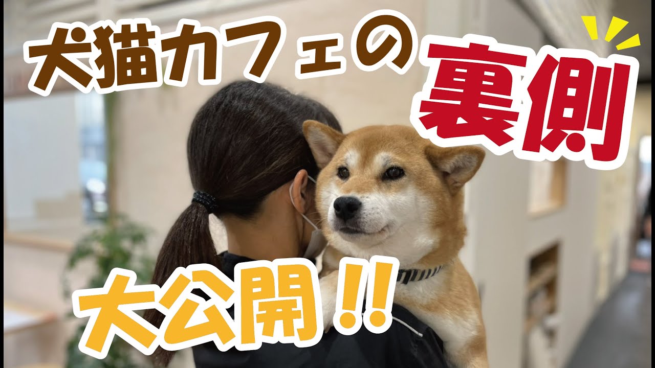 裏側大公開 カフェわんこ達のシャンプー動画集 Youtube 裏側大公開 カフェわんこ達のシャンプー動画集 Youtube