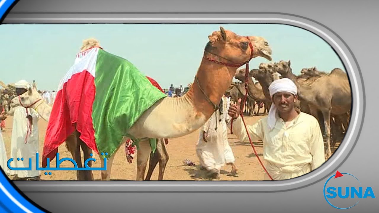 #السودان#سوناl مهرجان مزاين الابل للرشايدة الاول بالسودان