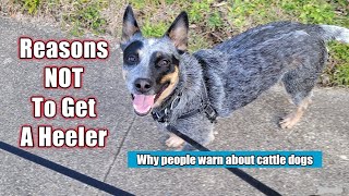 Why You Should NOT Get A Heeler ~ Australian Cattle Dog ~