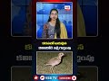 కొండూరు చిట్టడవుల్లో అరుదైన కలివికోడి పక్షి – సంరక్షణకు ప్రభుత్వ ప్రత్యేక చర్యలు#vsbtv #latesupdates
