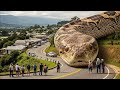 Anaconda Sanke Attack On Village Boy In Swamp Anaconda Snake Attack Boys In Forest Anaconda 