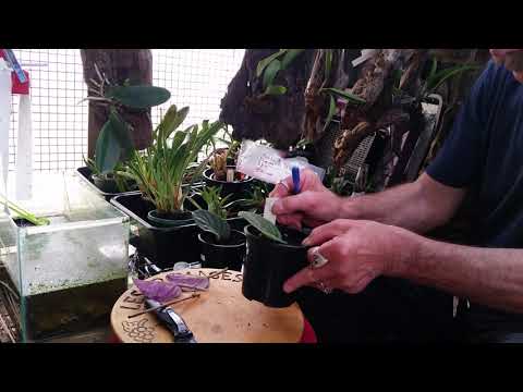 Video: Violetinių Augalų Reprodukcija Iš Lapo (29 Nuotraukos): Kaip žingsnis Po žingsnio Dauginti Saintpaulia Lapą Namuose? Kaip Pasodinti Ir Išrauti Lapą?