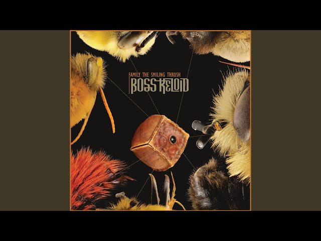 Boss Keloid - Cecil Succulent