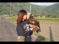 鷲（ホークイーグル）のトレーニング　Flight training of eagle