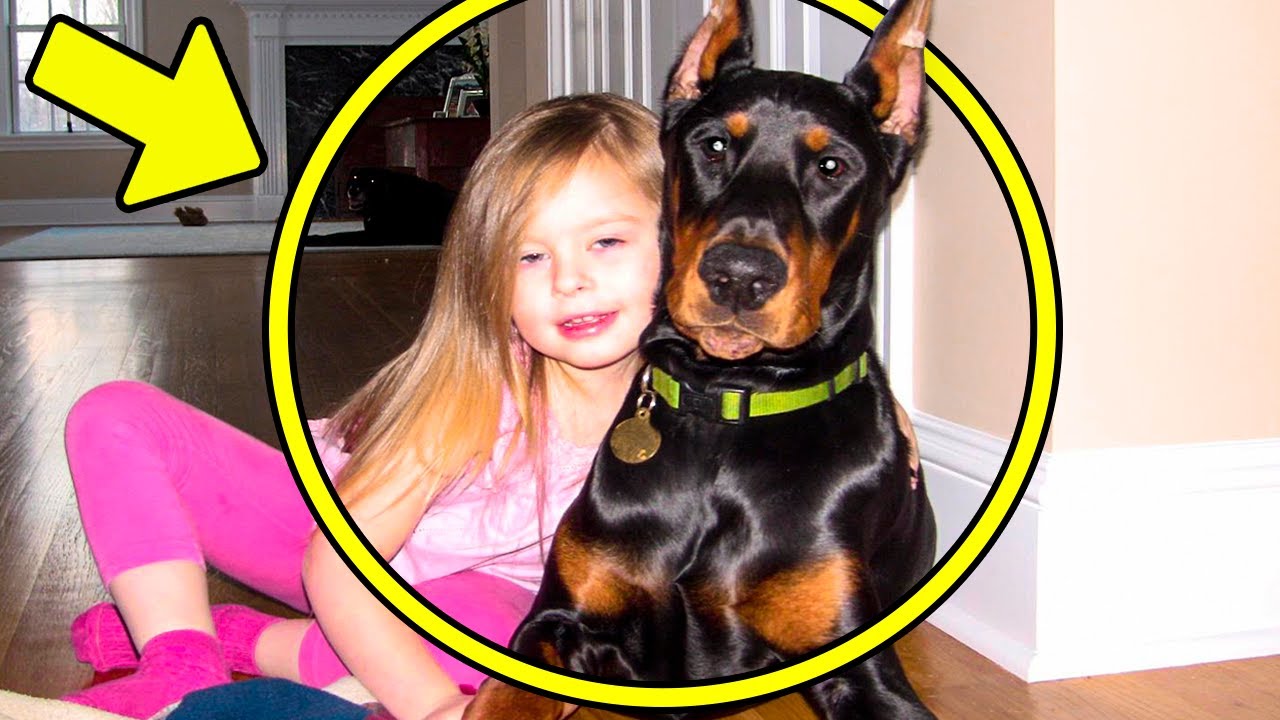 Família Tirou esse cão Feroz do Abrigo. 5 Dias Depois, os pais Ouviram um Grito