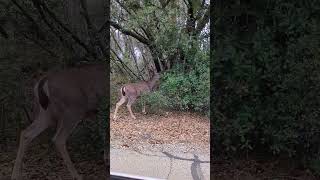 Deer eating in Northern California #nature #lifeisbutadream
