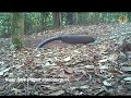 Tapir, Kuau, dan Kucing Emas Terekam Kamera Jebak di Hutan Solok.