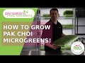 How to grow pak choi bok choy microgreens