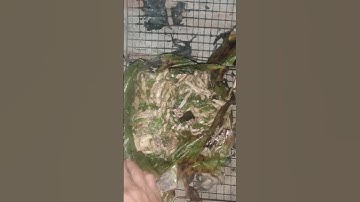 Cá suối nướng lá chuối #shorts