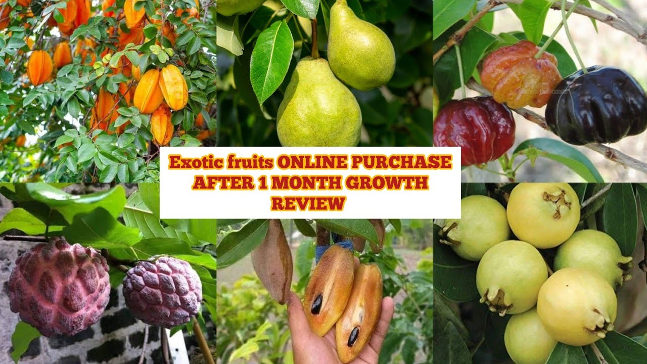 EXOTIC FRUITS PLANTS CUSTOMER REVIEW AFTER 1 MONTH GROWTH ONLINE